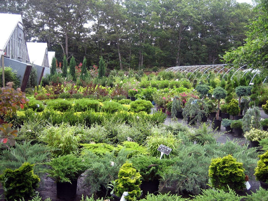 Trees and Shrubs The Farm Cape Cod Garden Center and Nursery