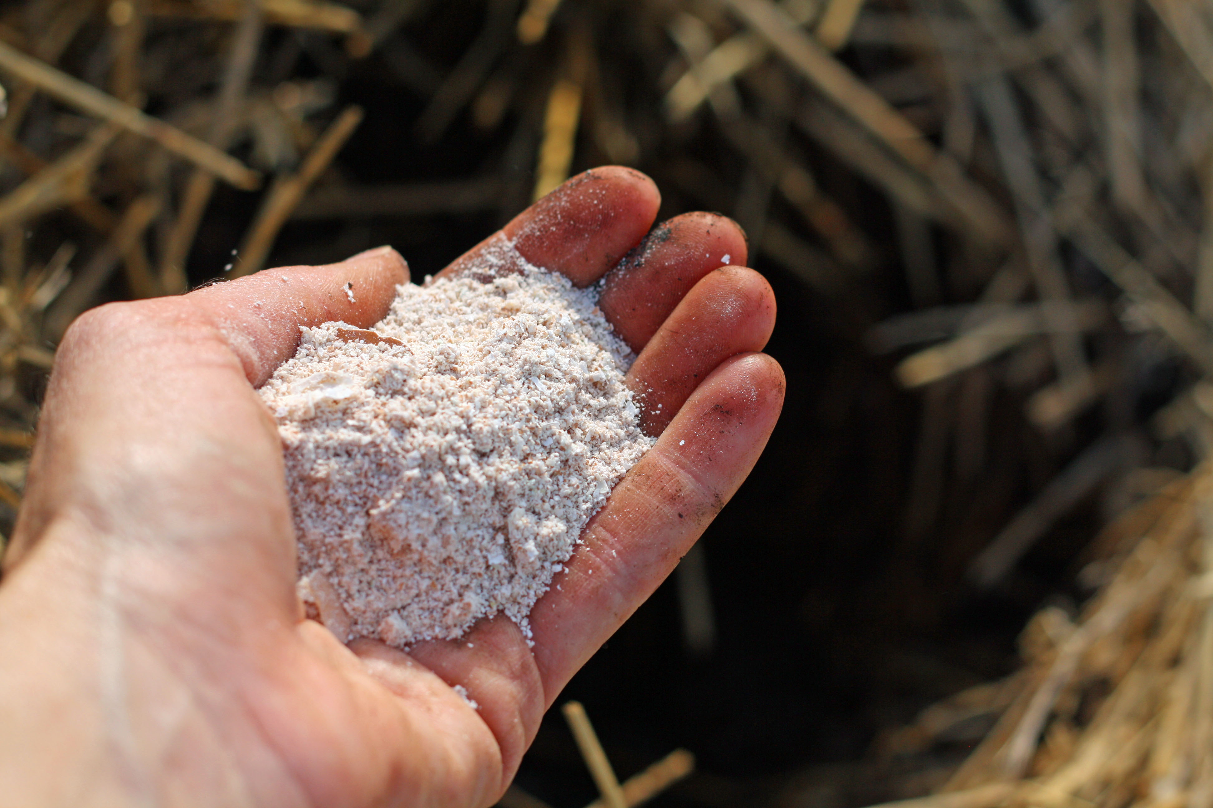 Crushed Eggshells For Tomato Plants All information about healthy