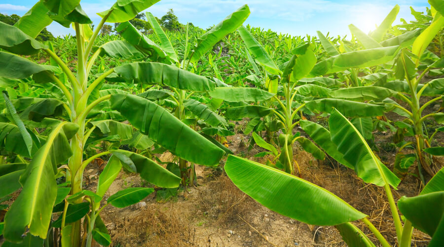 Where Do Bananas Grow?