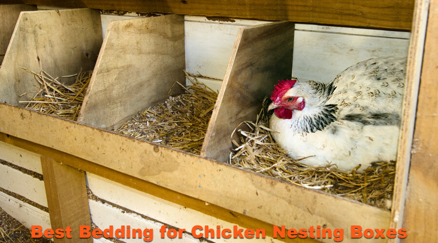 Best Bedding for Chicken Nesting Boxes