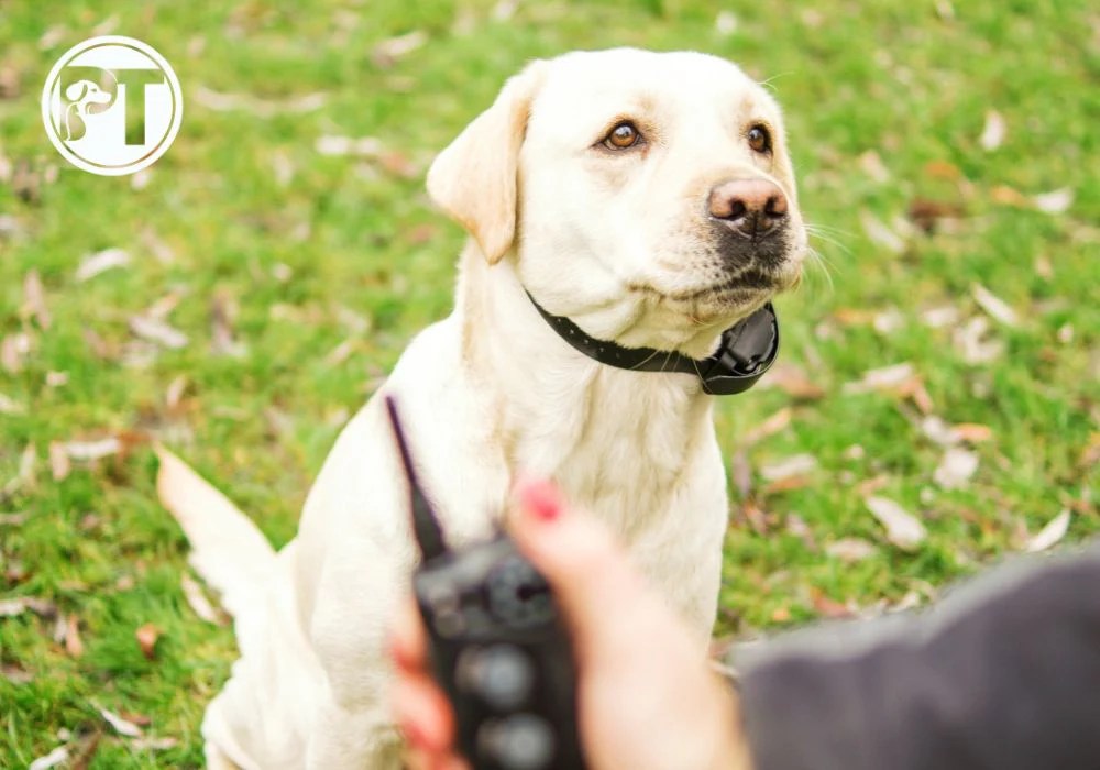 How to Test a Shock Collar A StepbyStep Guide