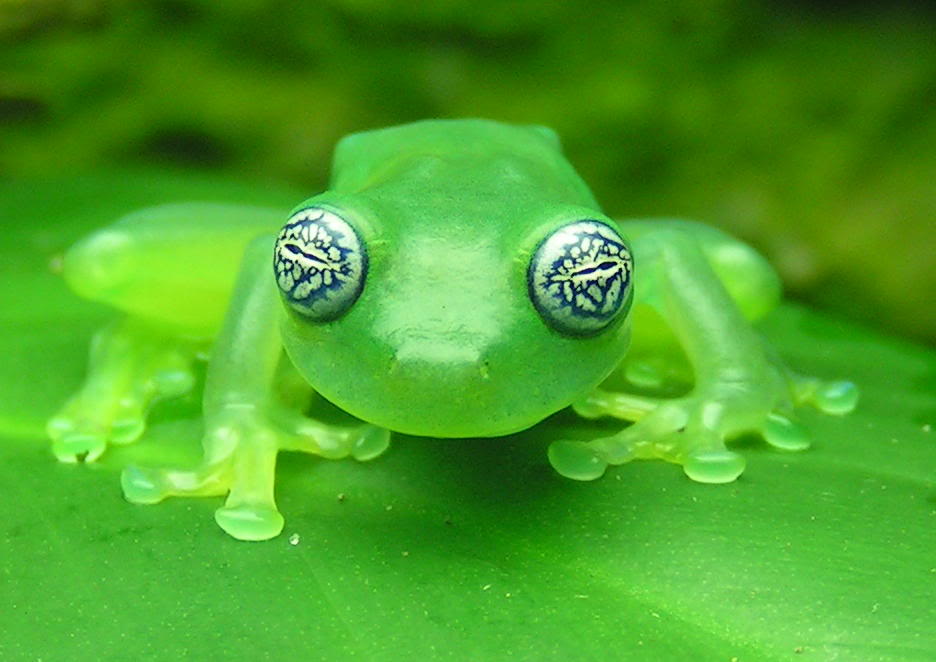 Watch Out, This Ghost Glass Frog's Got the Crazy Eyes!! Featured Creature