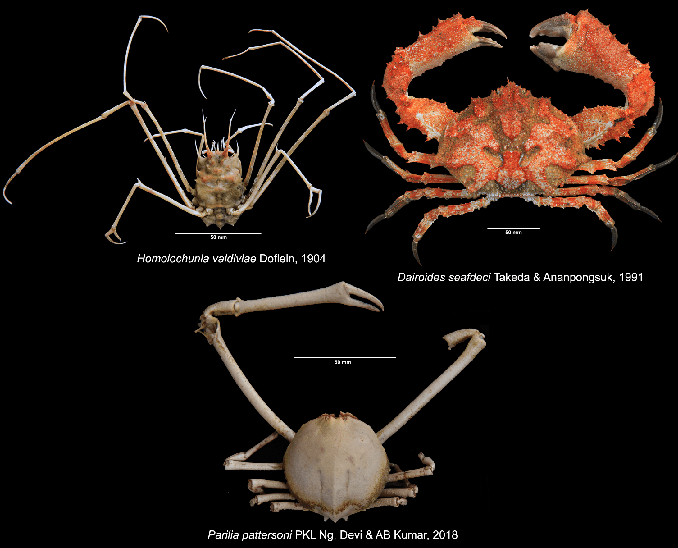 Brachyuran crabs of Indian Ocean and why they are vital to deepwater