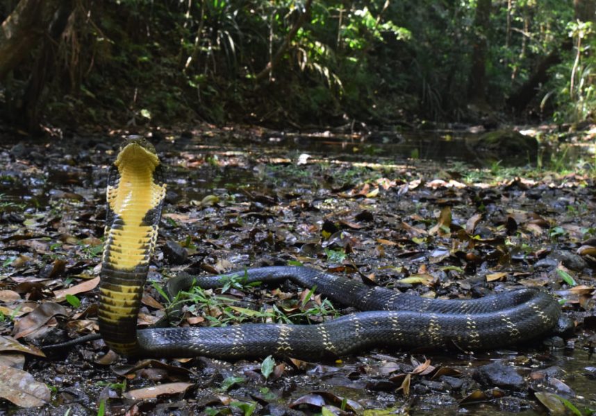 Why King Cobras are getting ‘Aadhaar numbers’ in Western Ghats