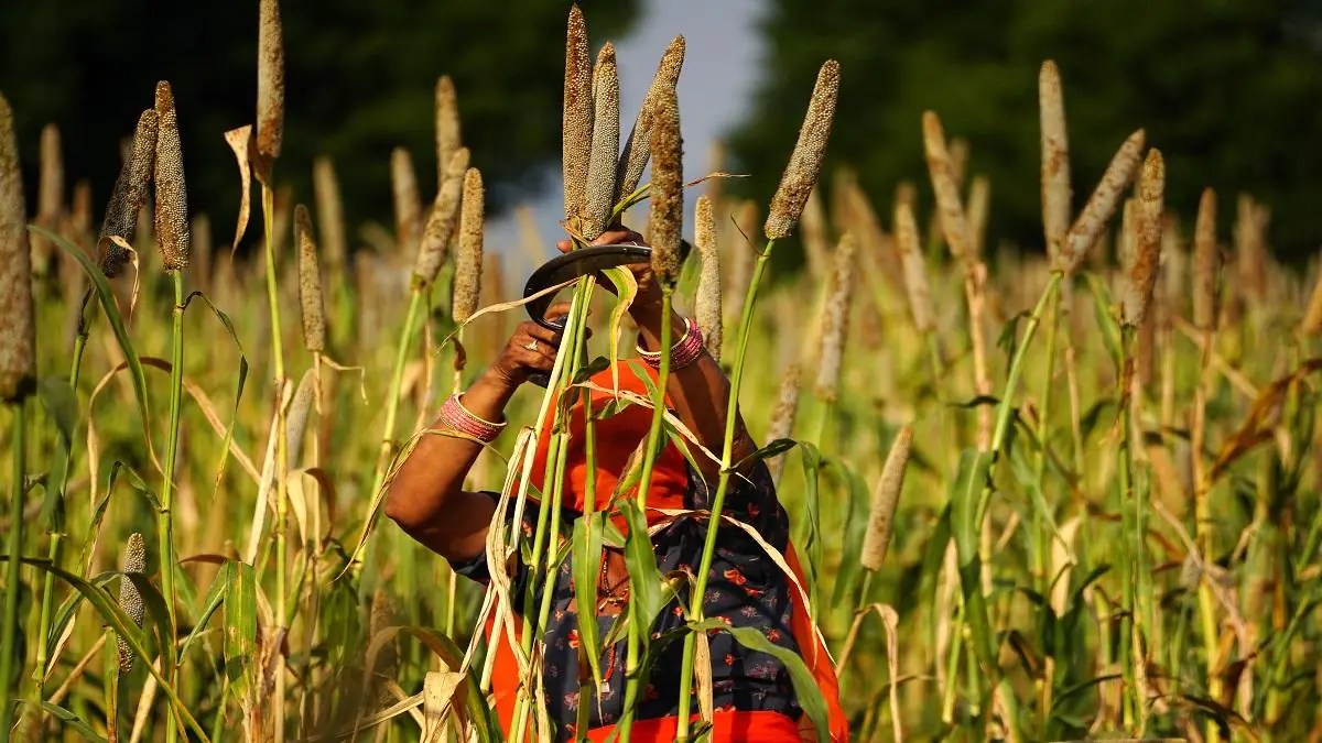 Palatability, shelf life key factors in boosting millet consumption