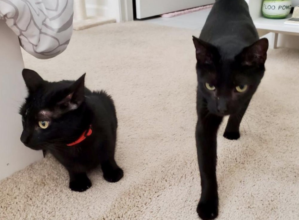 Ad Seeks To Place 'Destructive Demon Cats Who Stink Up Your Home'