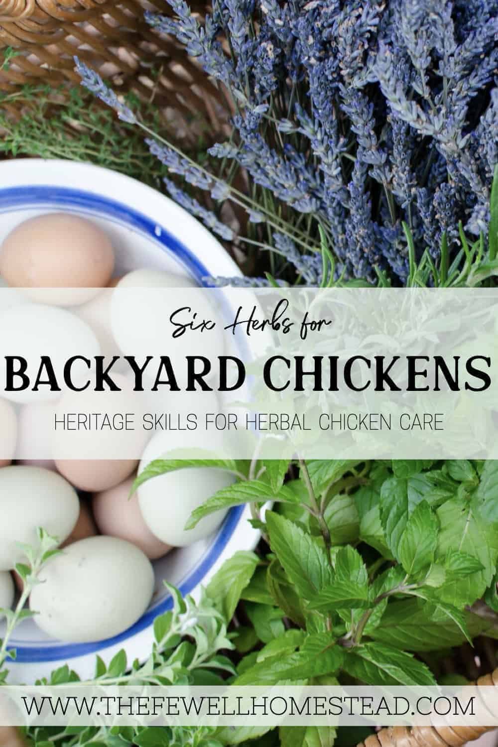 6 Herbs for Your Chickens Oregano, Stinging Nettle, & More Amy K