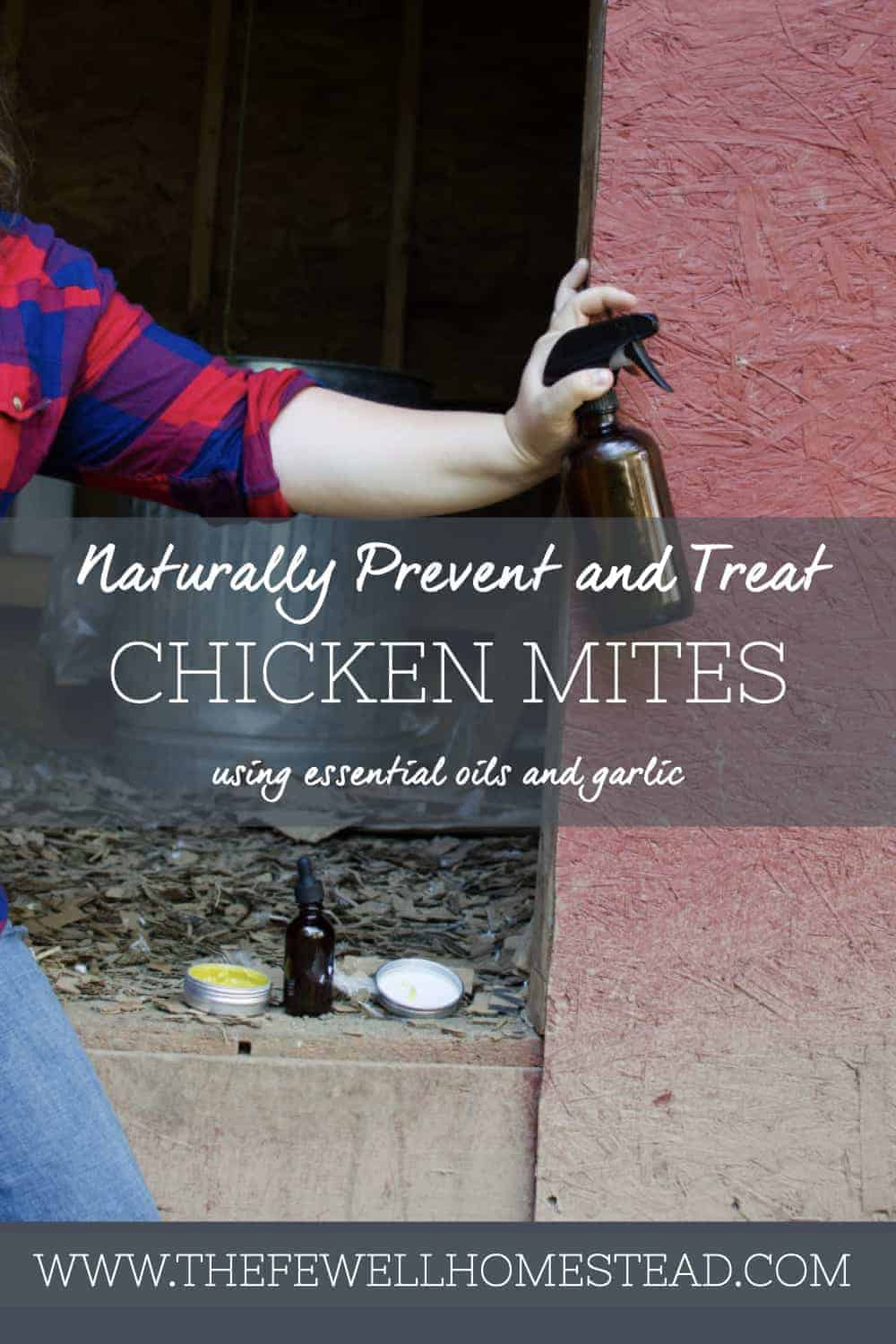 Naturally Treating Chicken Mites with Essential Oils and Garlic Amy K