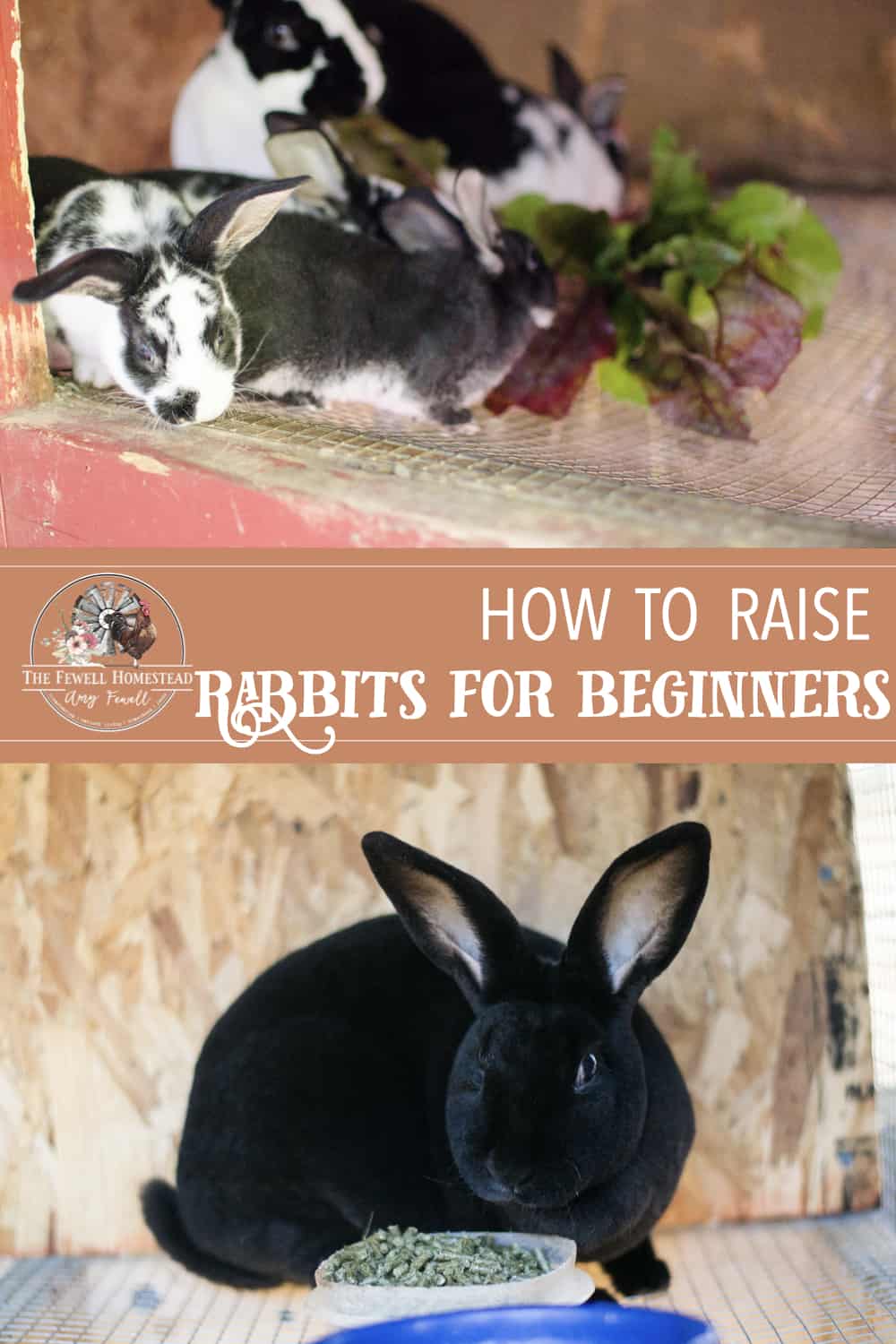 Rabbit Care Basics for the Beginner Amy K Fewell The