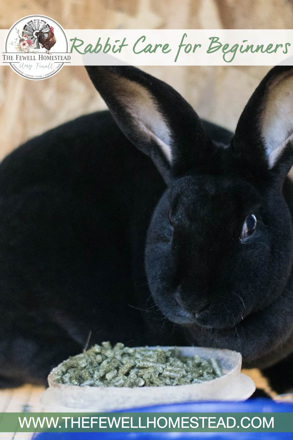 Rabbit Care Basics for the Beginner Amy K Fewell The