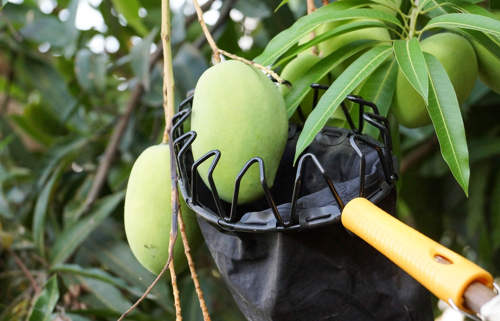 Hawaiian-Electric-Picking-Fruit-1