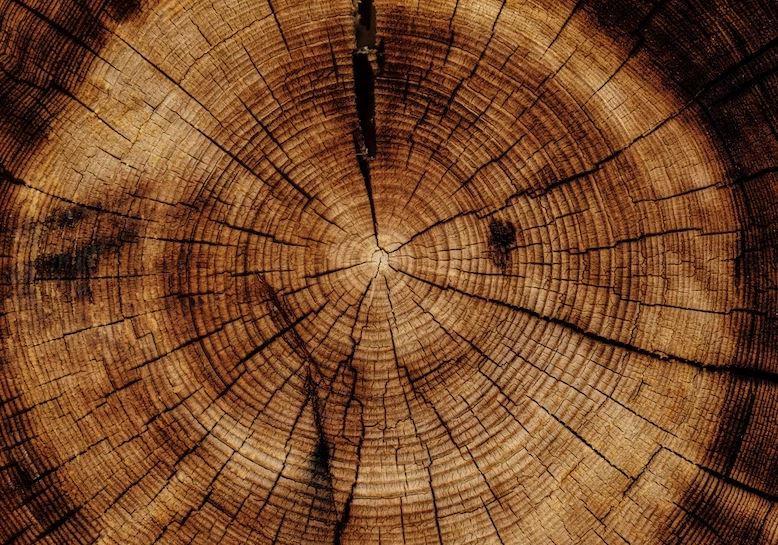 Sanding Sealer Vs Wood Conditioner What Should You Choose?