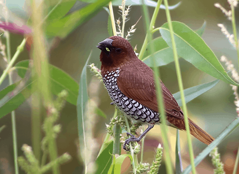The Many Types of Mannikins The Finch Weekly
