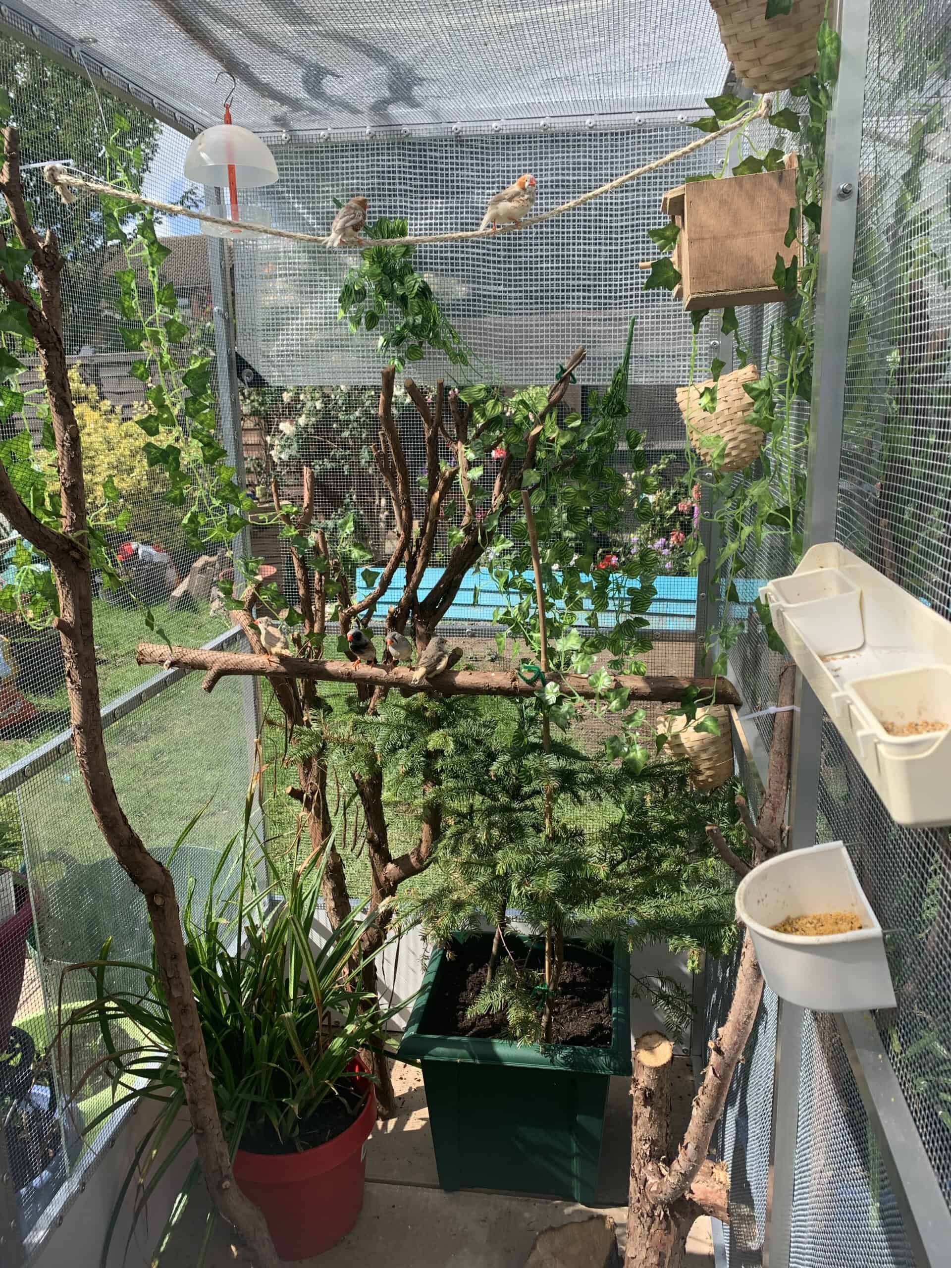 Tips for Starting a Finch Aviary The Finch Weekly