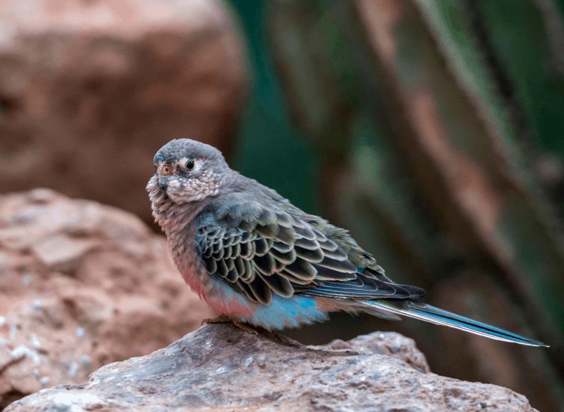 Bourke’s Parakeets How to Keep and Care for Them The Finch Weekly