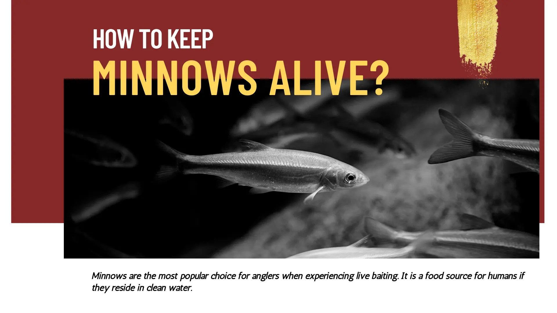 How to Keep Minnows Alive? 5 Amazing Tips That Really Works At Best!