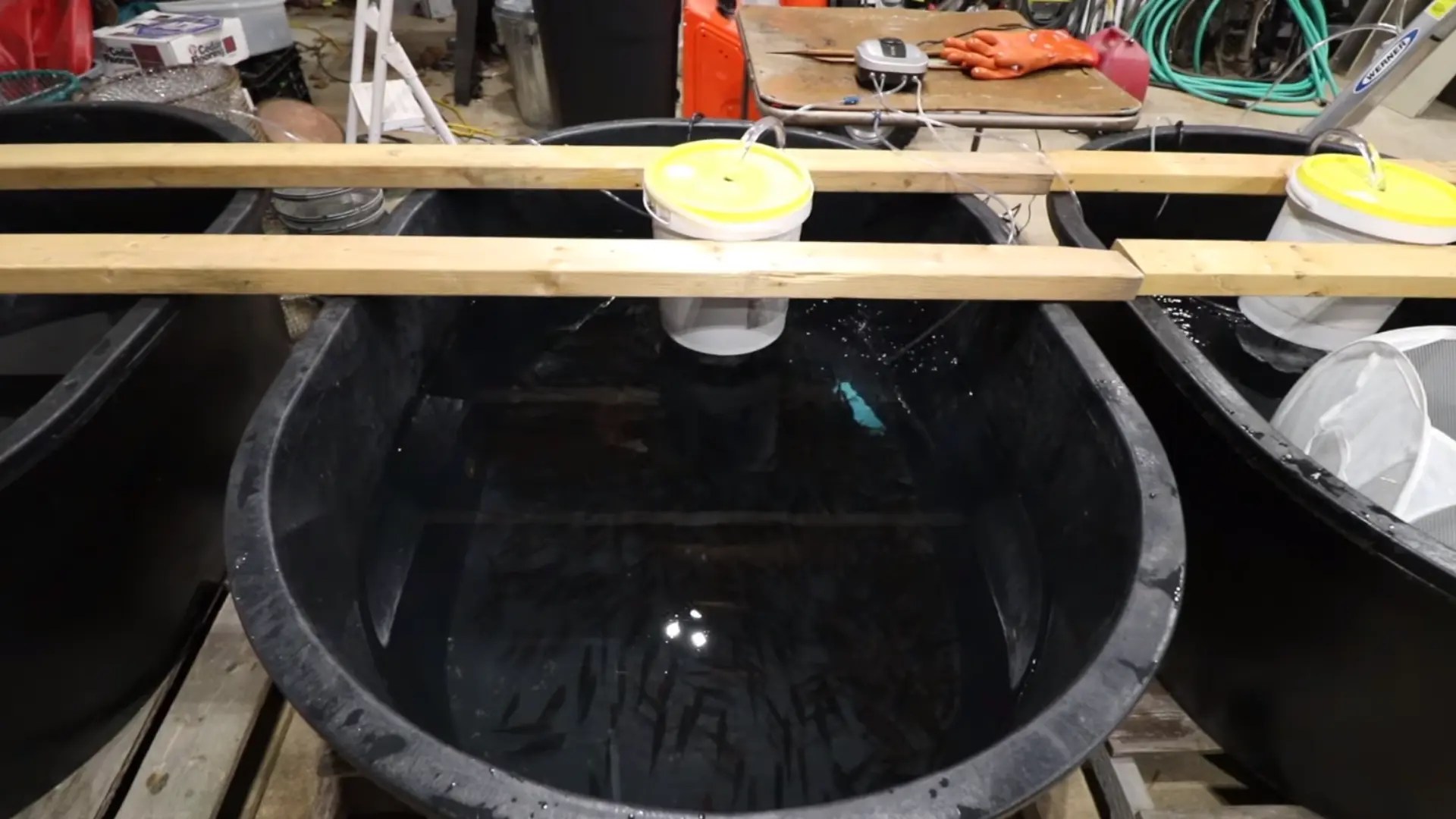 How to Keep Minnows Alive? 5 Amazing Tips That Really Works At Best!