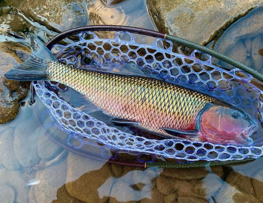 “Fall” fish The Fisheries Blog