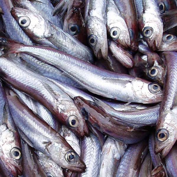 Agreement reached on Blue Whiting for NorthEast Atlantic