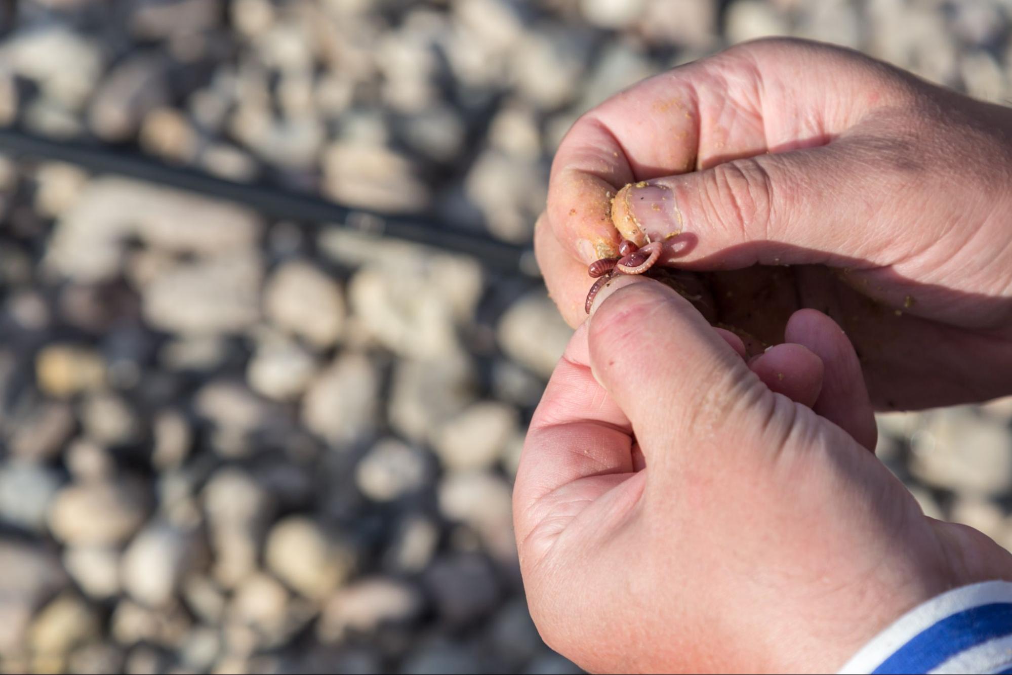 How to catch worms for fishing The Fishing Essentials