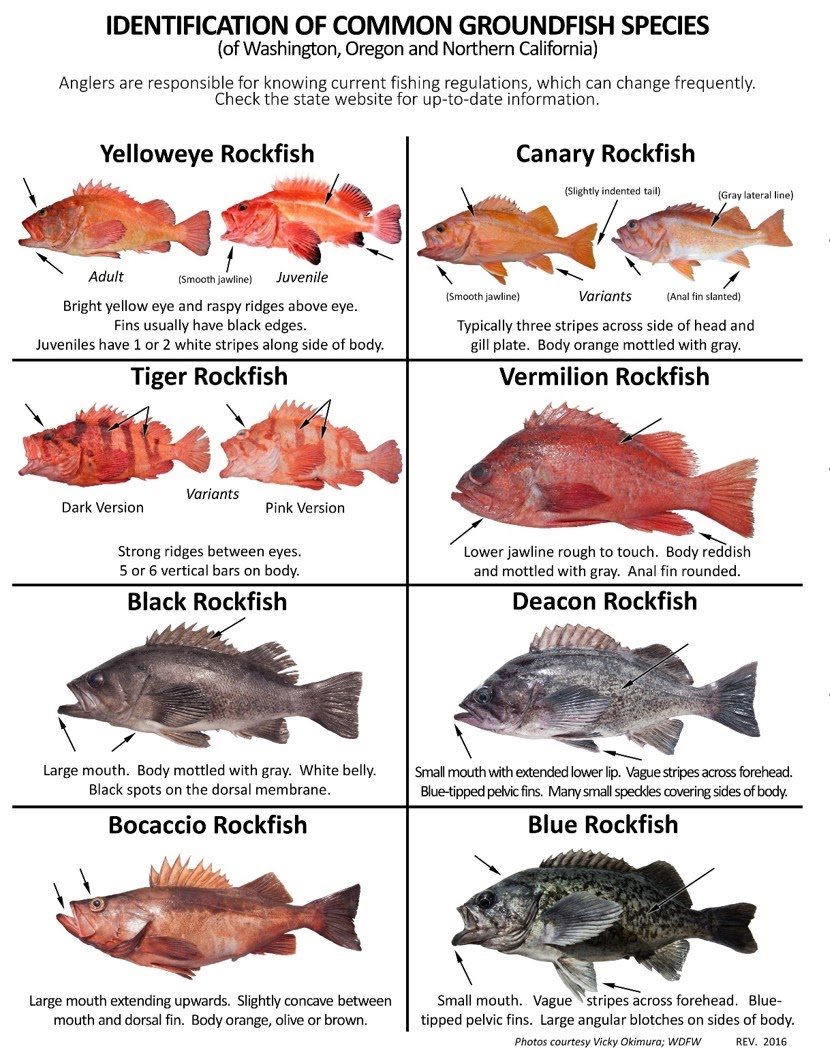 Oregon Reduces Bottom Fish Limit The Fishing Wire