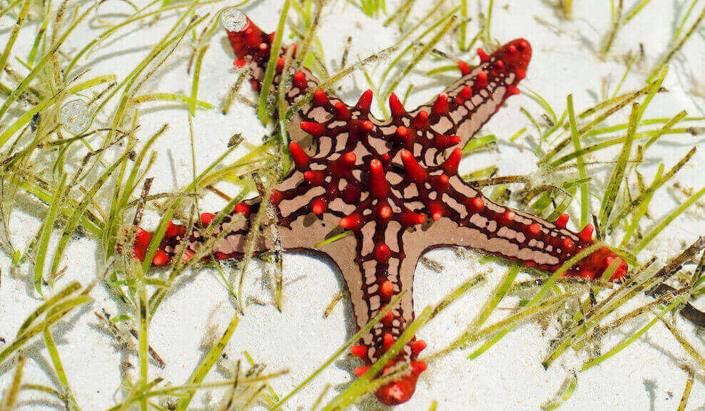 What do Starfish Eat? The Fish Keeping & Aquarium Guide.