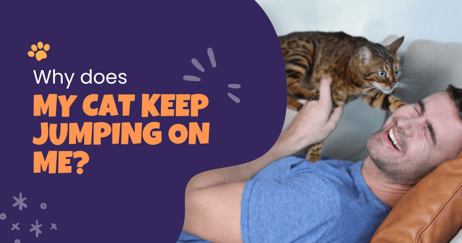 Why Does My Cat Keep Jumping on Me? Find The Reason & Solution