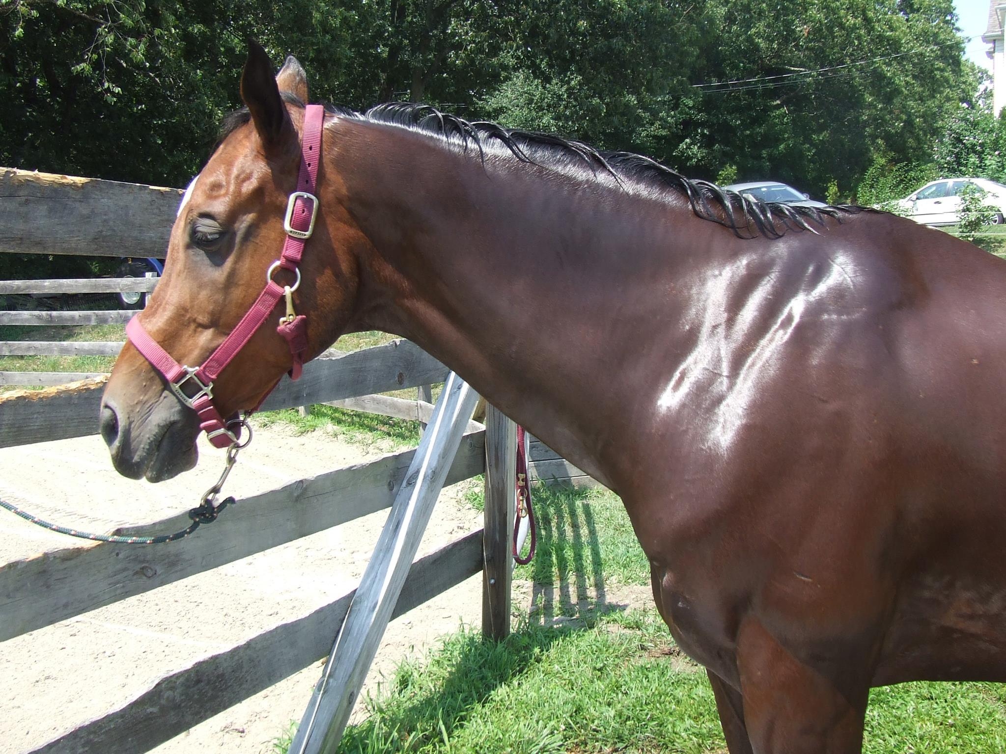 How To Bathe Your Horse For Beginners The Flaxen Filly