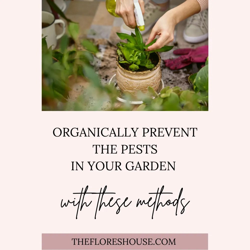 The Best Organic Pest Control for Your Garden