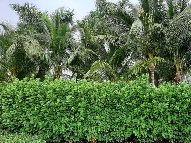What Are The Best Privacy Hedges For Florida The Florida Pelican