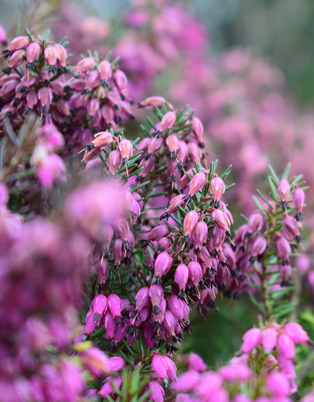 Best Flowers to Buy Online for Delivery in 2020 The Florist Guide