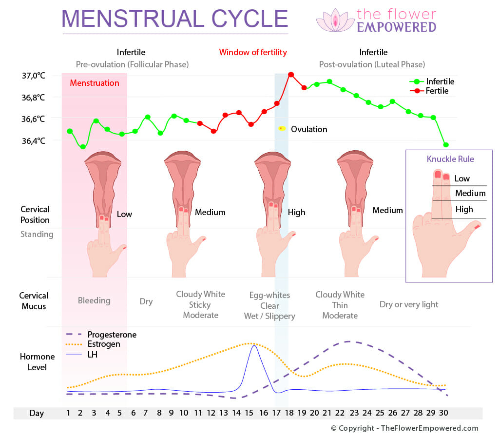 Pelvic Floor Dysfunction Menstrual Cycle Review Home Co