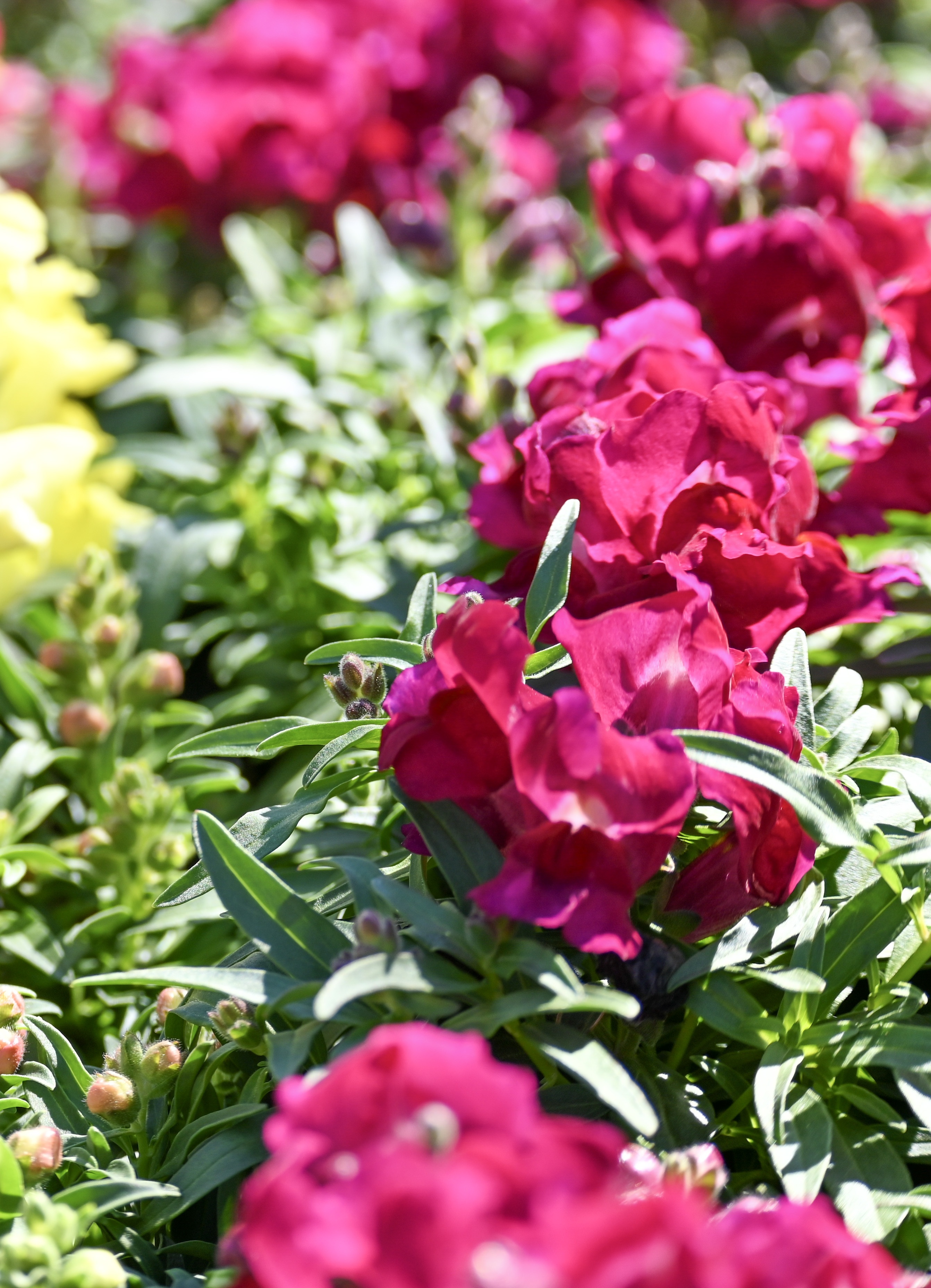 Family Owned & Operated Garden Center & Nursery. Keller & Haslet, TX