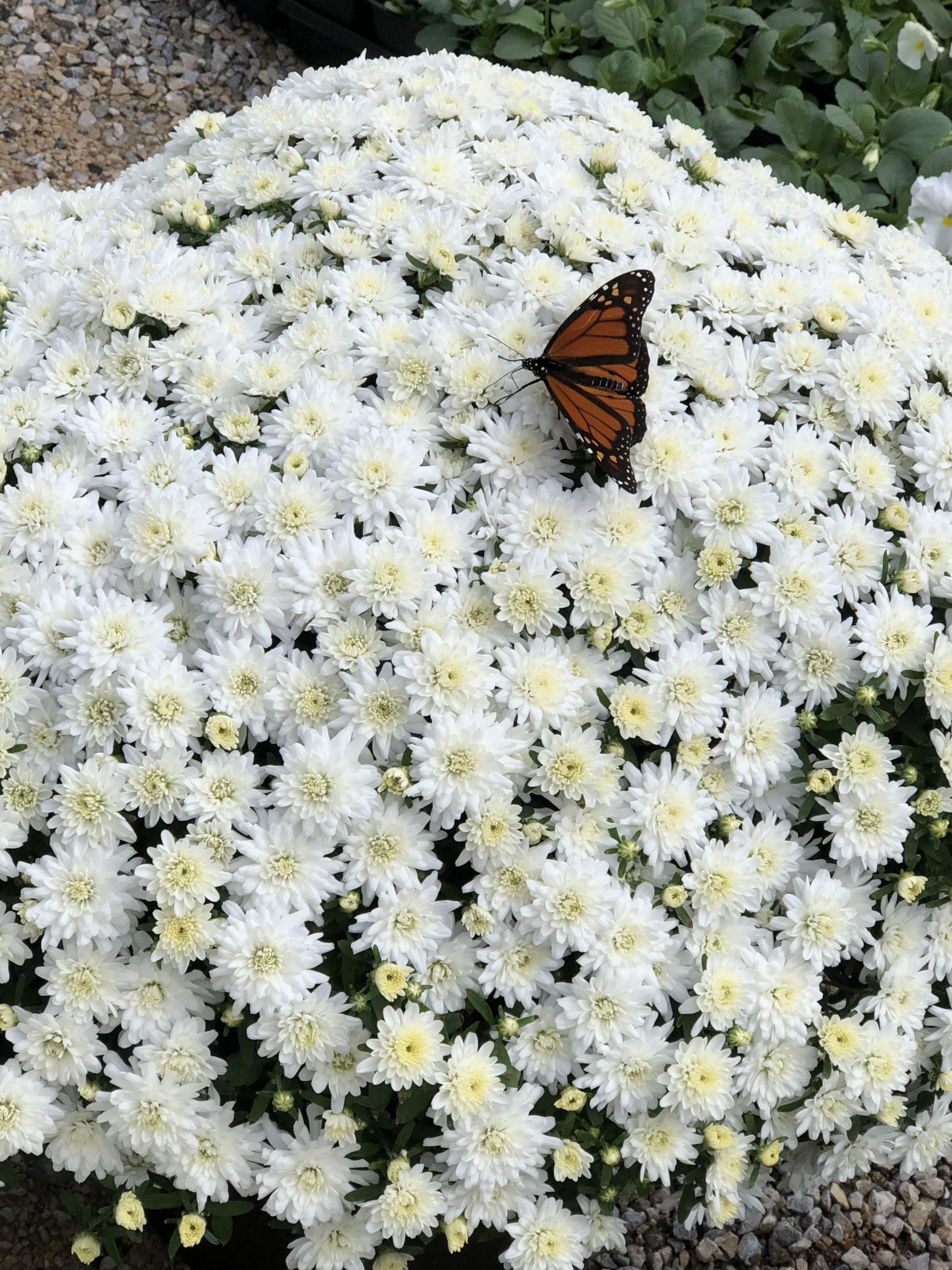 DFW Flower & Plant Nursery With 2 Locations, Southlake & Rhome, Texas