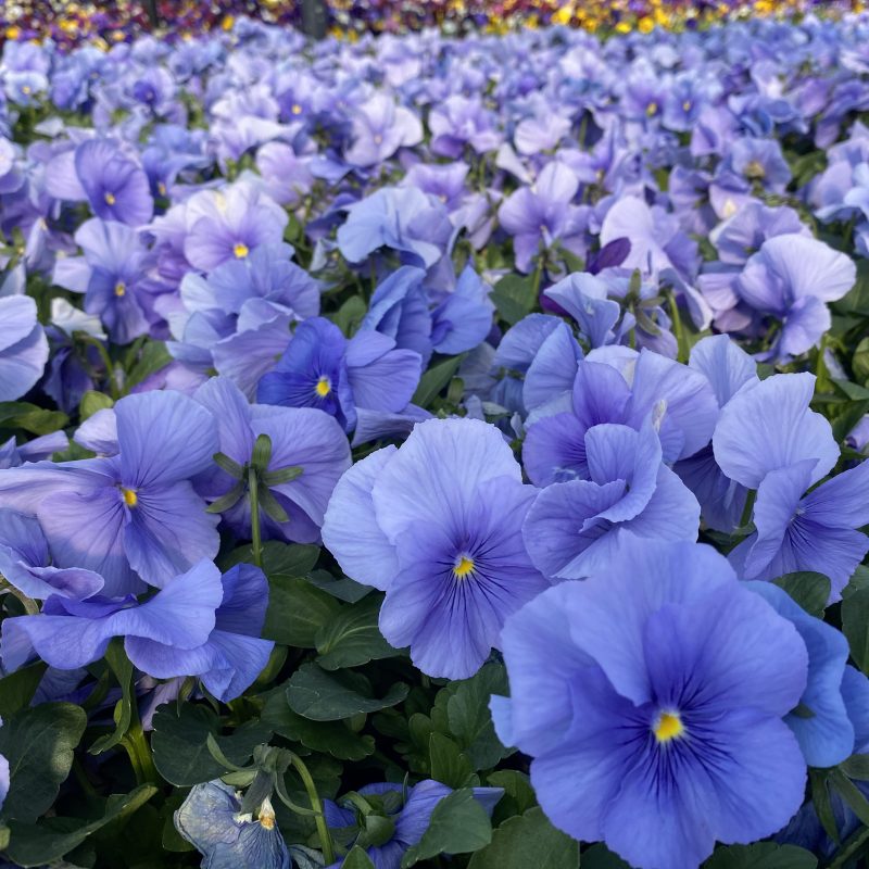 Pansy Matrix Light Blue (Azure)