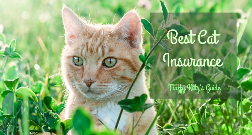 The Best Cat Insurance Our Review Fluffy Kitty
