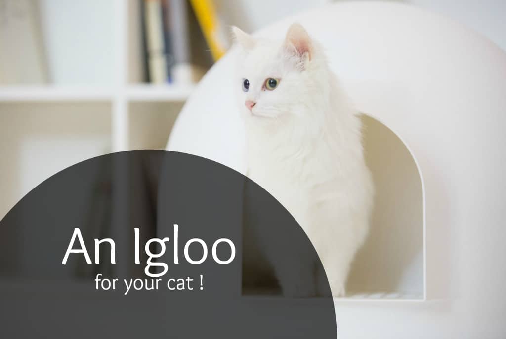 The Igloo Litter Box Review by Pidan Studio The Fluffy Kitty