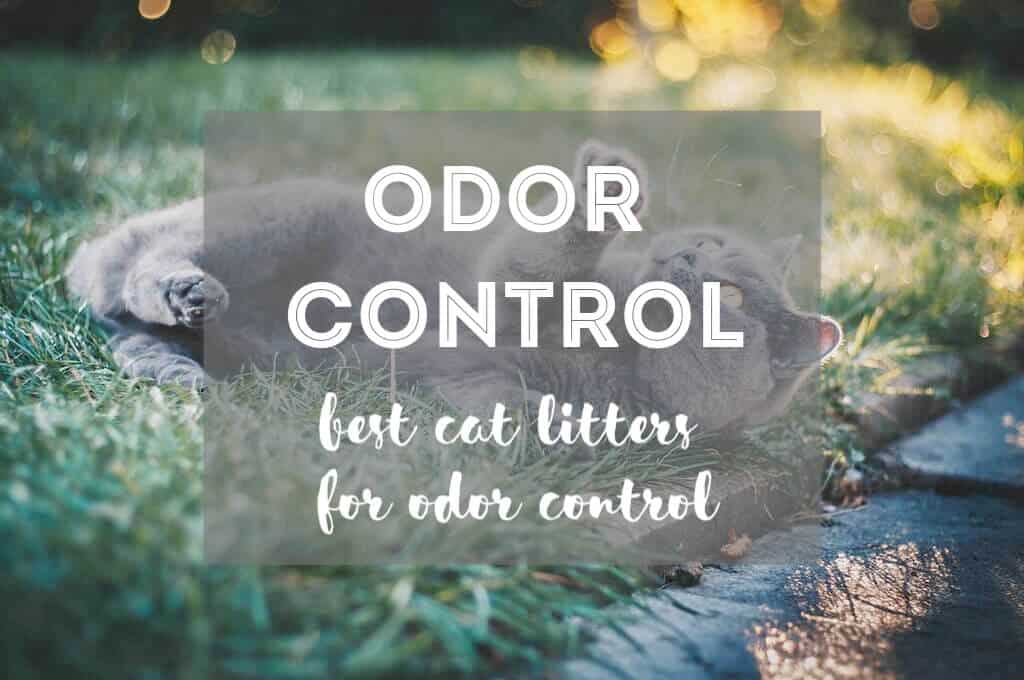 10 Best Cat Litters for Odor Control [By Price/Category] The Fluffy Kitty
