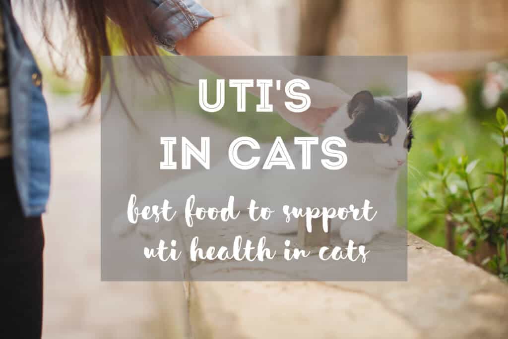 5 Best Cat Foods for Urinary Tract Health in Cats The Fluffy Kitty