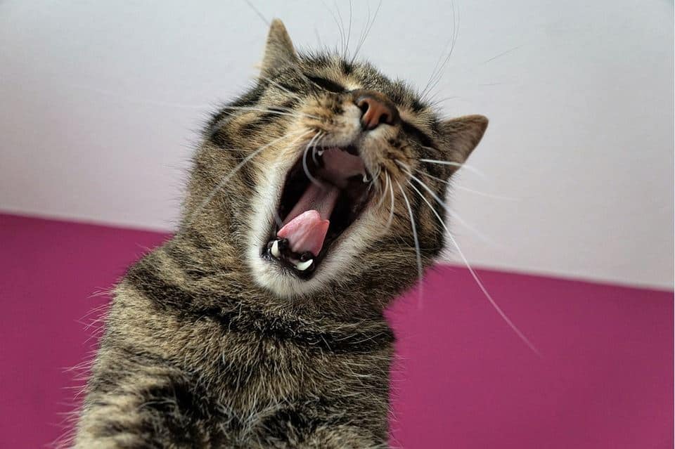 5 Reasons Why You Shouldn't Train a Cat to Use the Toilet The Fluffy
