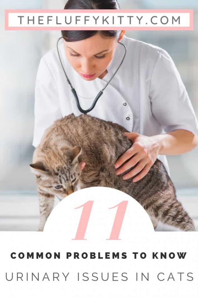 11 Causes for Urinary Tract Problems in Cats The Fluffy Kitty