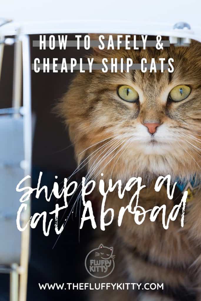 Cheapest Way to Ship a Cat & How Much Does It Cost? The Fluffy Kitty