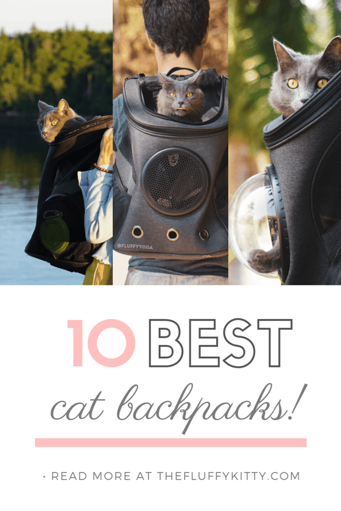 10 Best Cat Backpacks for Adventurous Felines The Fluffy Kitty