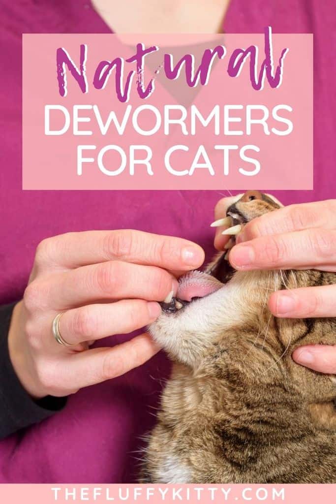 Natural Dewormers for Cats Get Rid of Parasites! The Fluffy Kitty