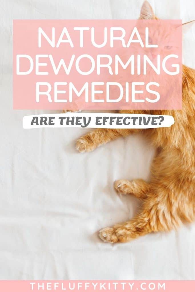 Natural Dewormers for Cats Get Rid of Parasites! The Fluffy Kitty