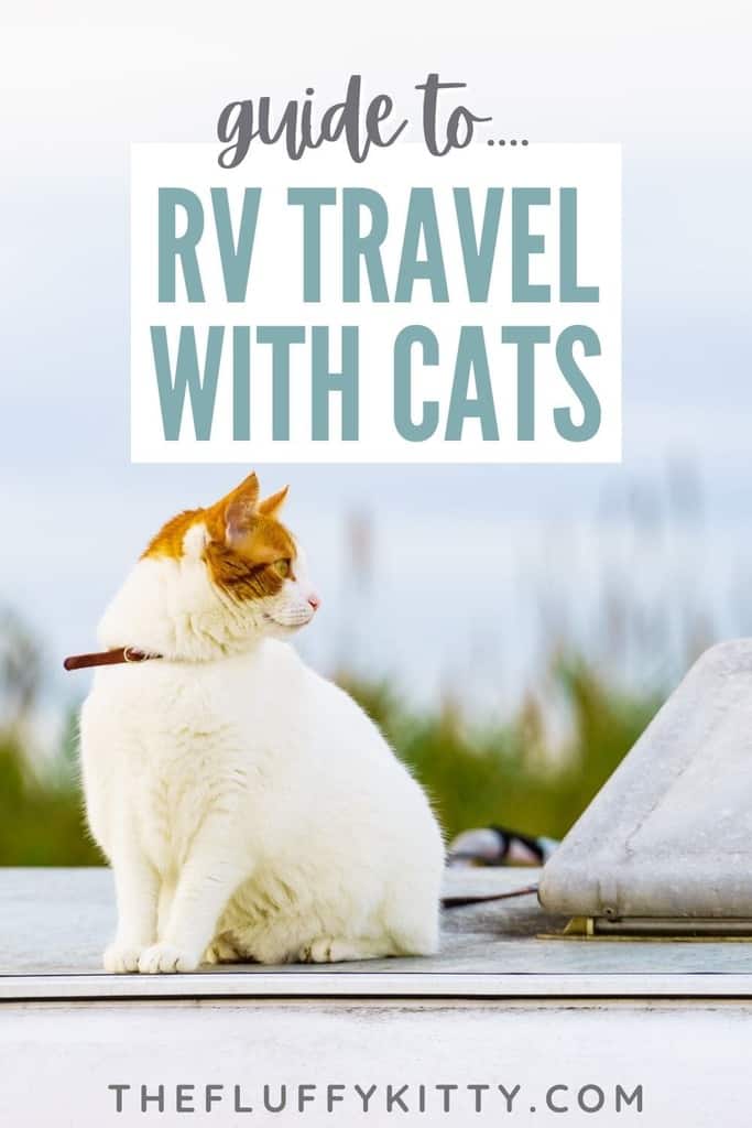 RV Travel with Cats (The ULTIMATE Guide!) The Fluffy Kitty