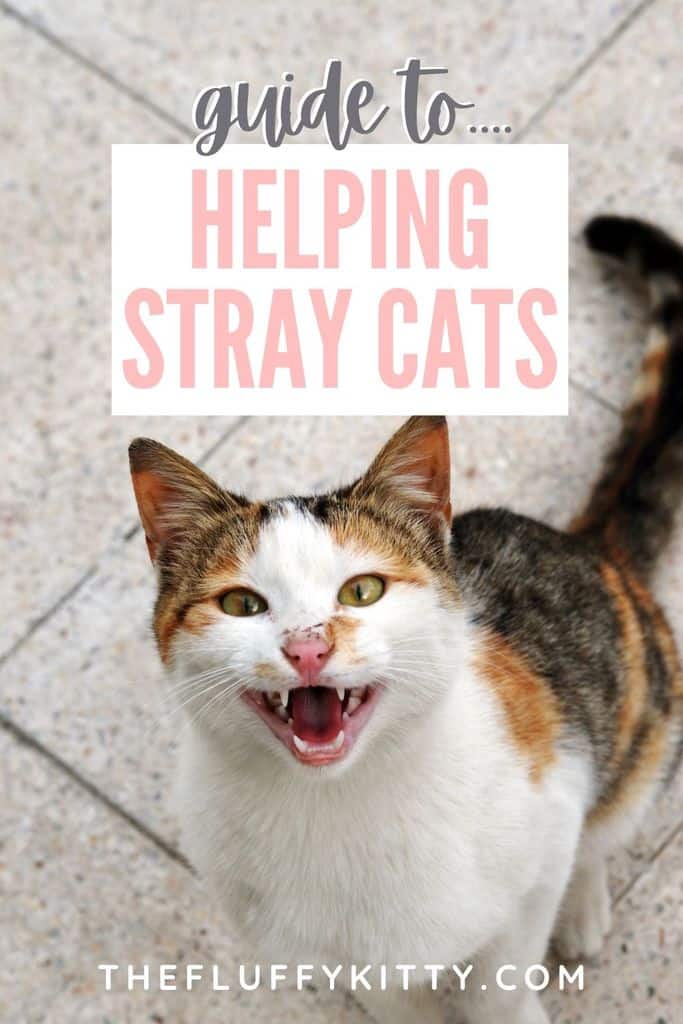 Should I Feed This Cat? A Guide to Feral, Stray, & Neighborhood Cats
