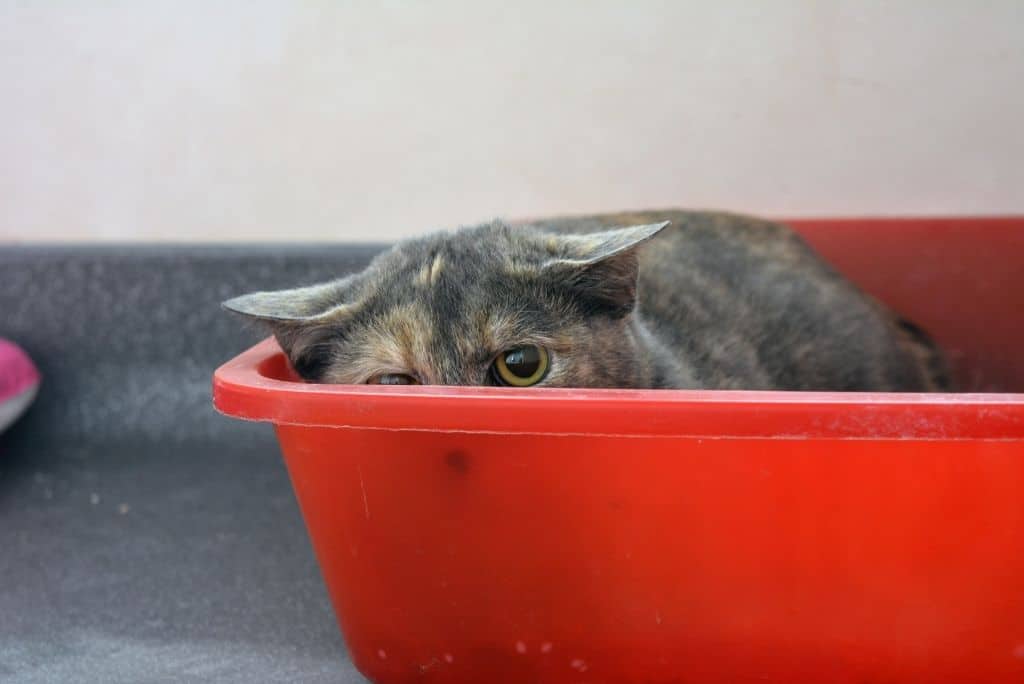 How to Help A Stressed Cat The Fluffy Kitty