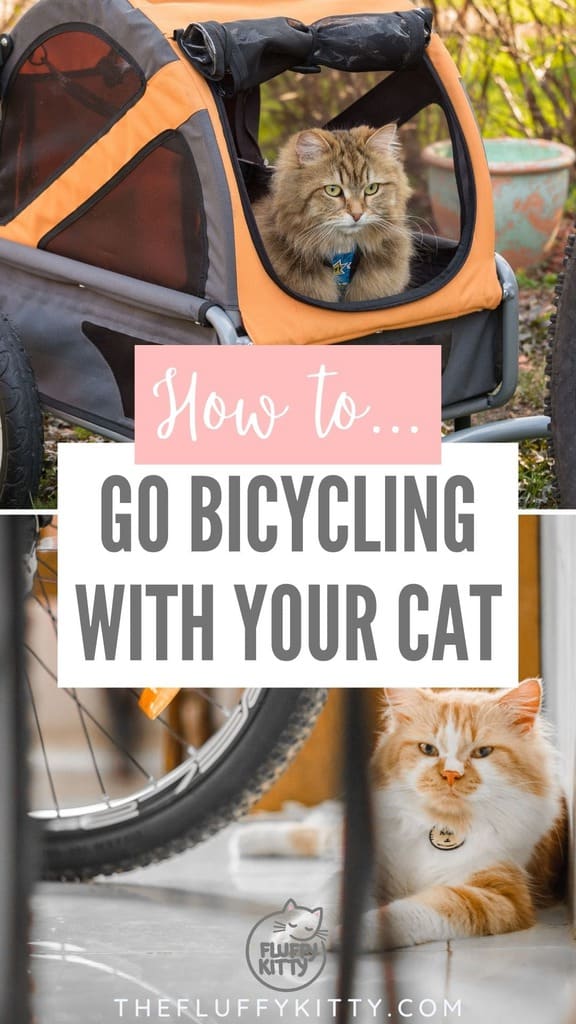 Two Wheels, Four Paws How to Take Your Cat on a Bike Ride!