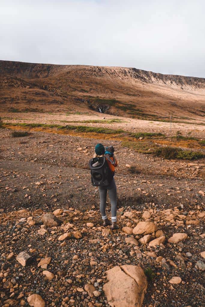 How to Hike with a Cat Our Complete Guide The Fluffy Kitty